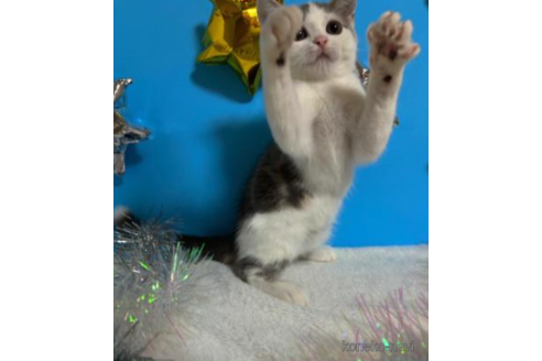 成約済の大阪府のスコティッシュフォールド-68354の4枚目